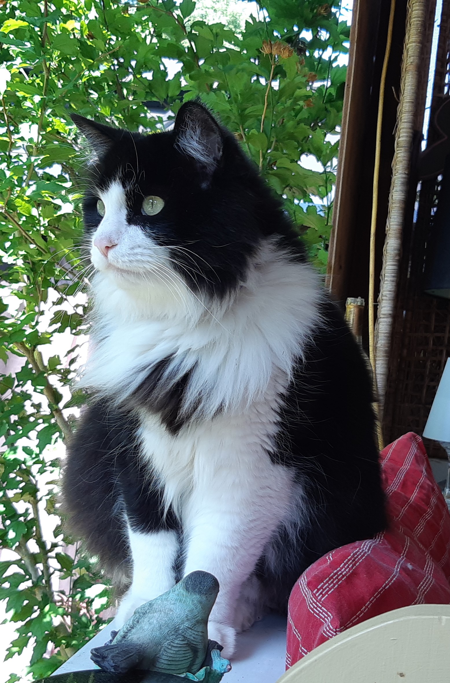 PoPo, friendly healthy Tuxedo cat, male, neutered