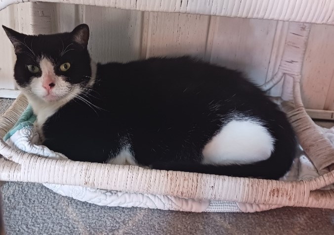 Trixie a Tuxedo female cat laying in a window cat bed