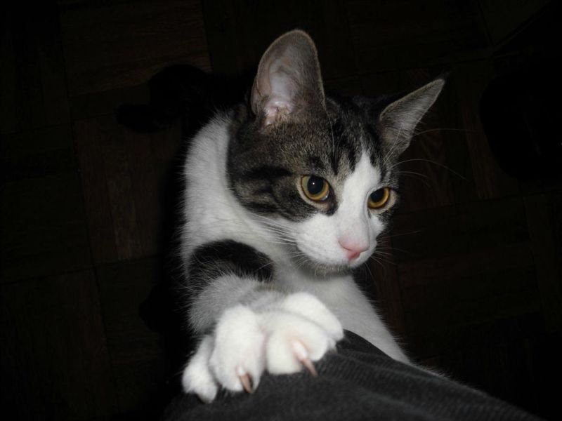 Elliott, adopt friendly healthy grey tabby with white, male, neutered, 6 years old
