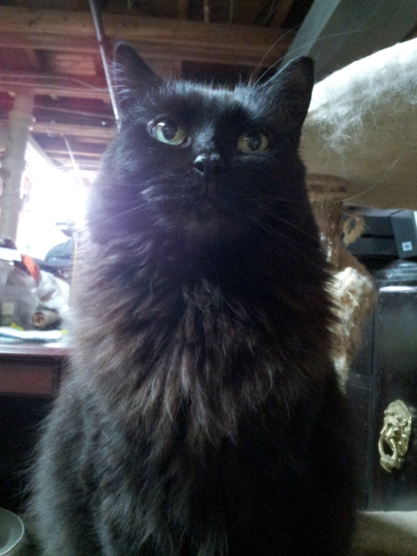 Queenie, a Pets Niagara sanctuary resident