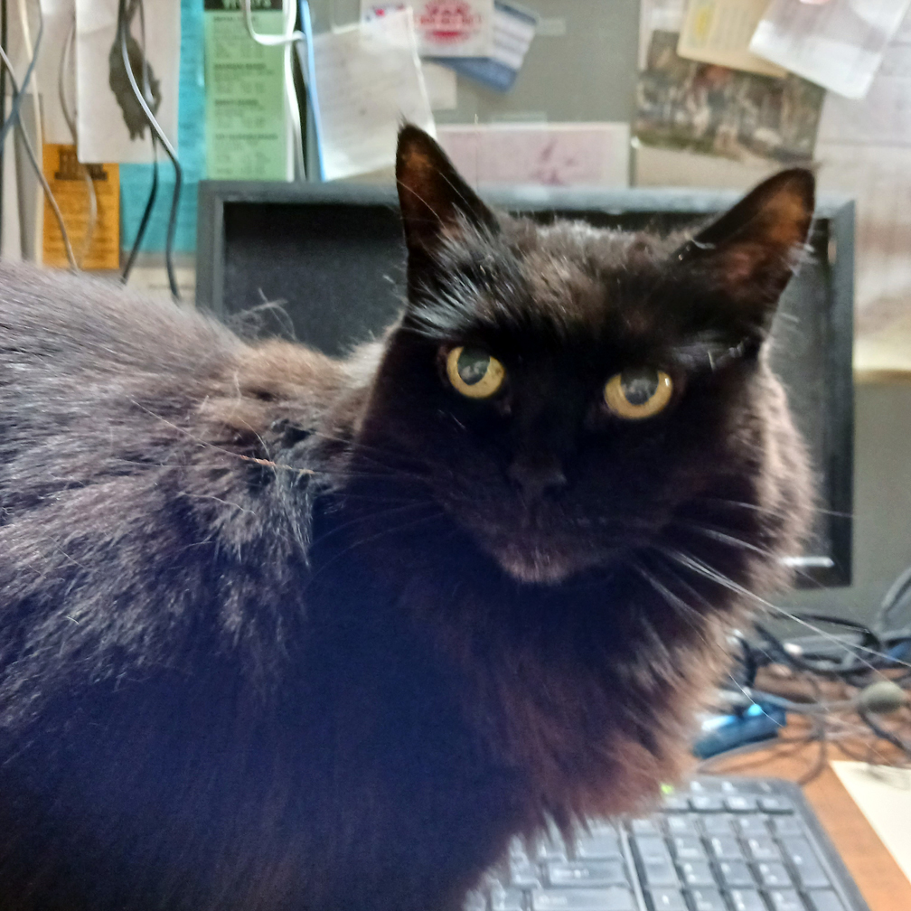 Queenie, a Pets Niagara sanctuary resident