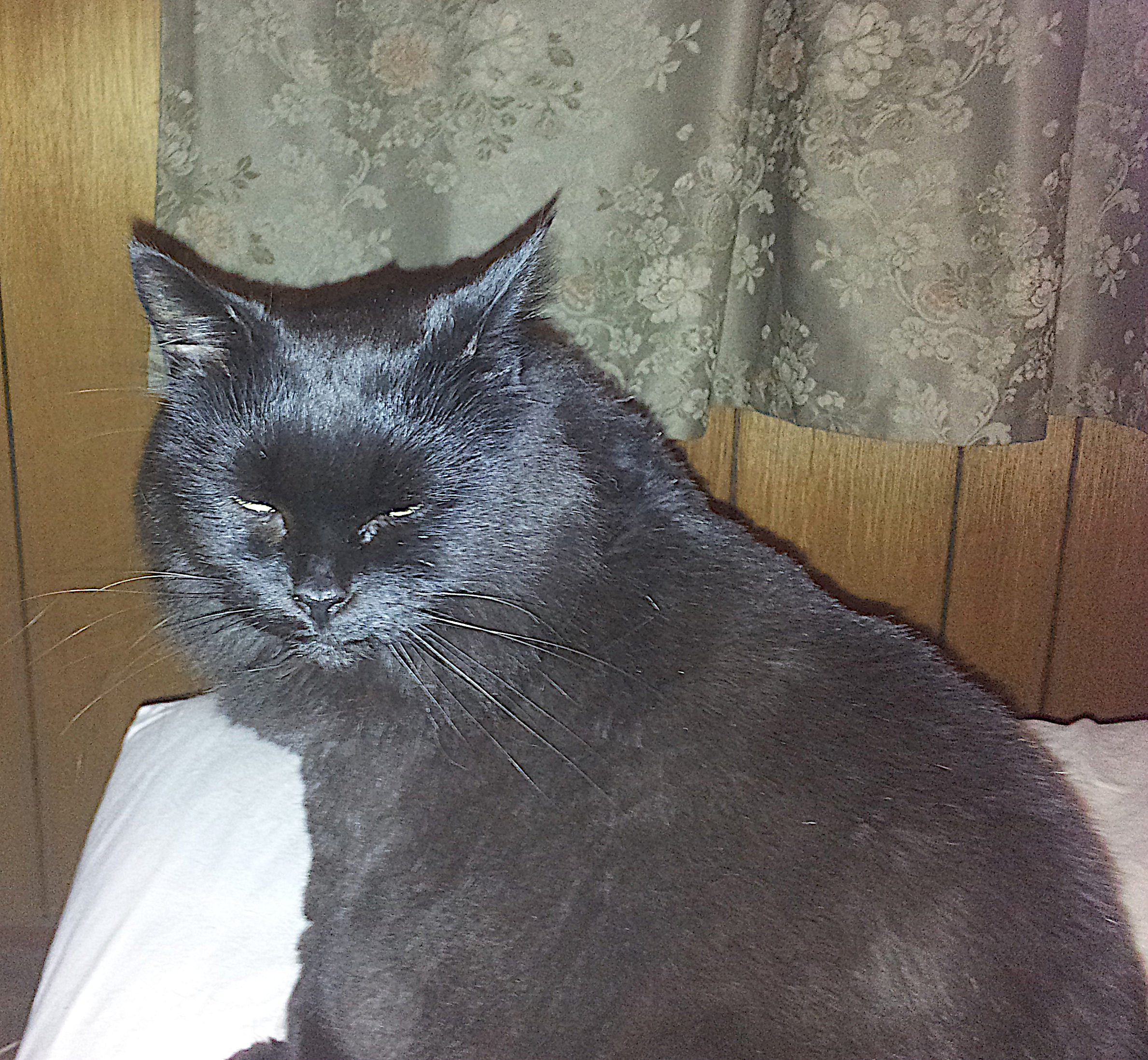 Queenie, a Pets Niagara sanctuary resident