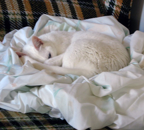 Sarah in loving memory