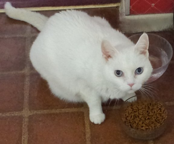 Sarah in loving memory