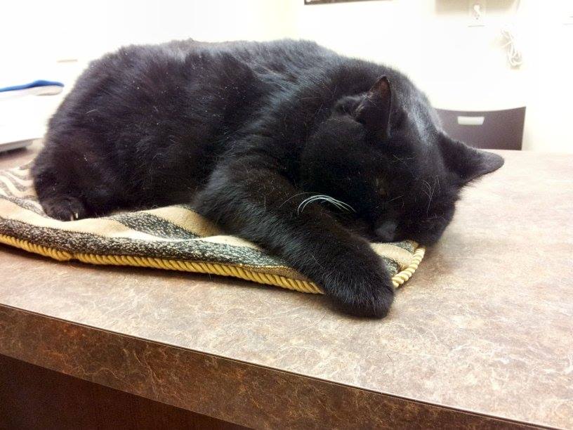 Shadow in loving memory