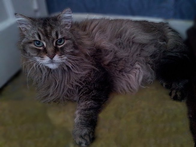 Sparky one of Pets Niagara sanctuary successes