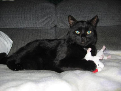 Teddy in loving memory