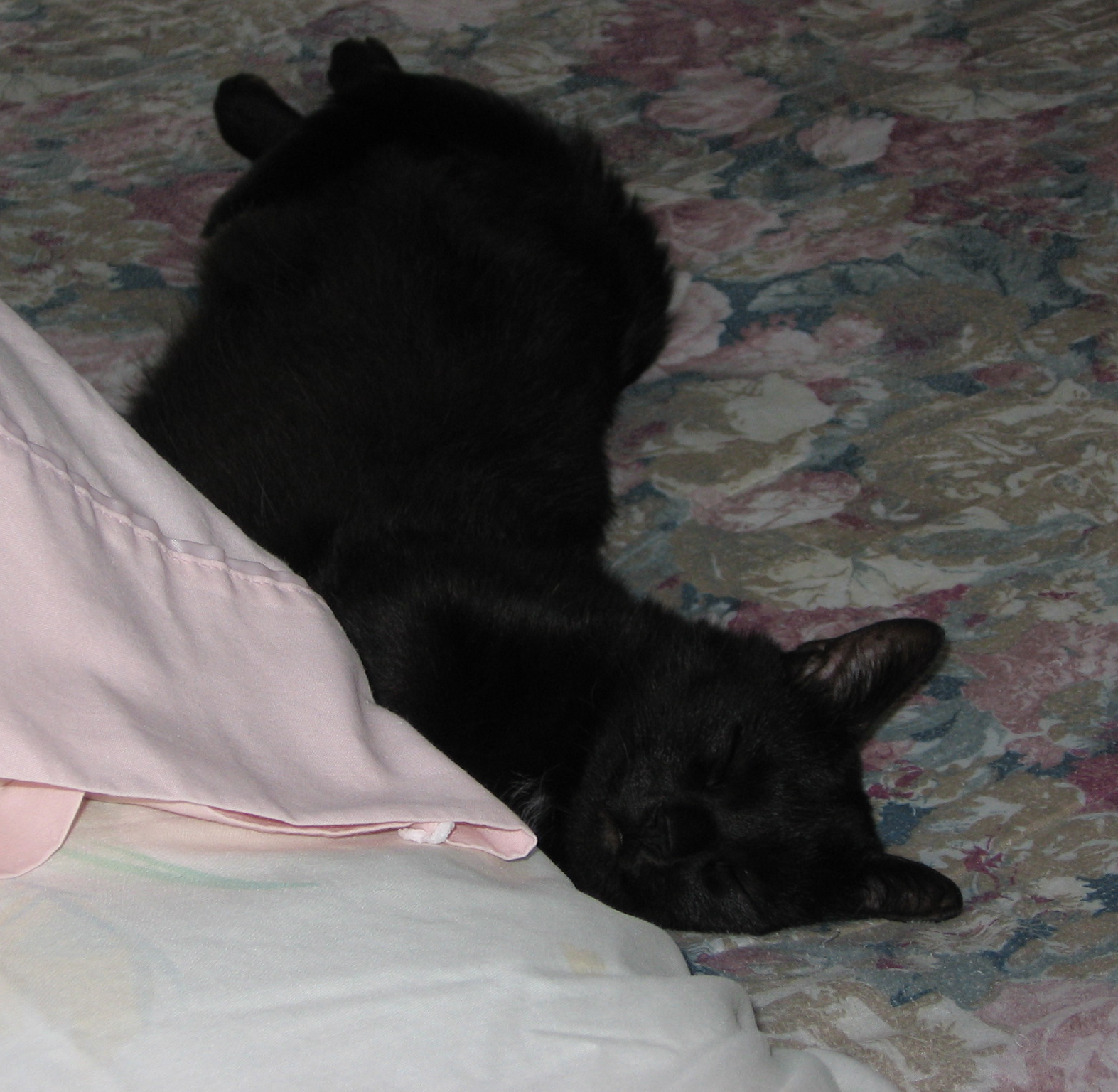 Teddy in loving memory