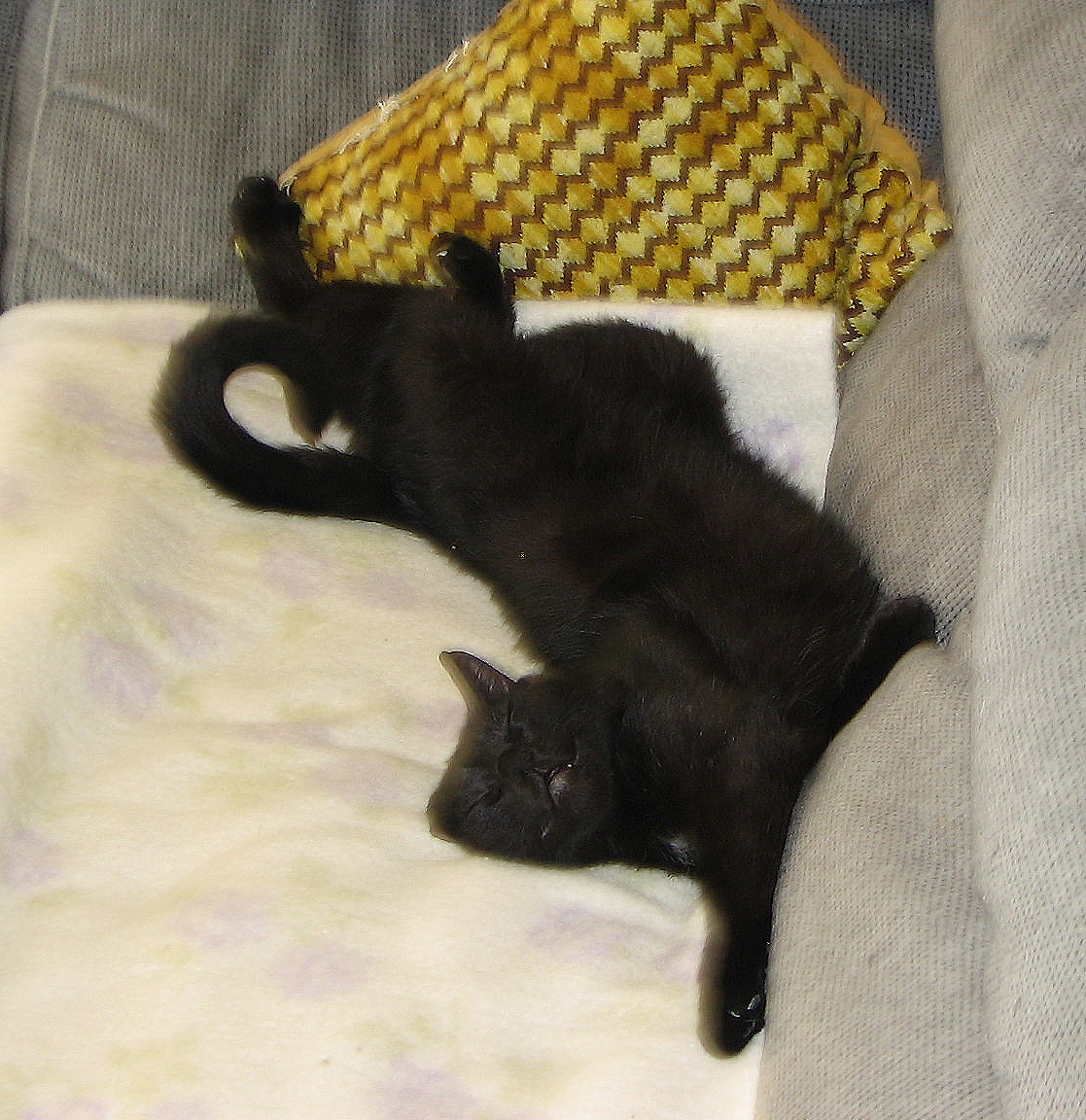 Teddy in loving memory