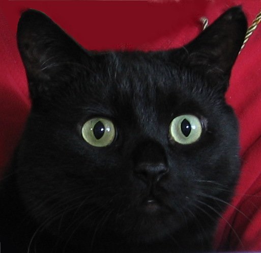 Teddy in loving memory