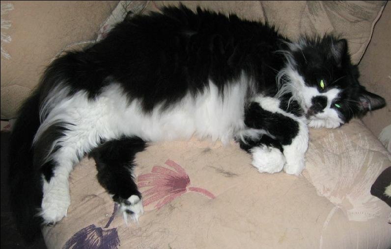 Tyrone in loving memory