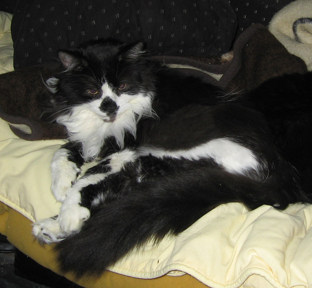 Tyrone in loving memory