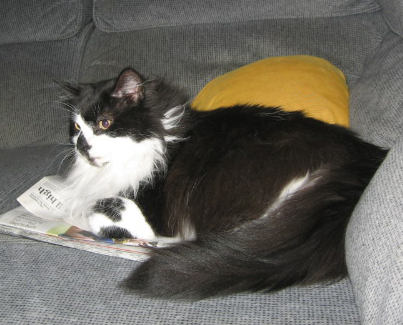 Tyrone in loving memory