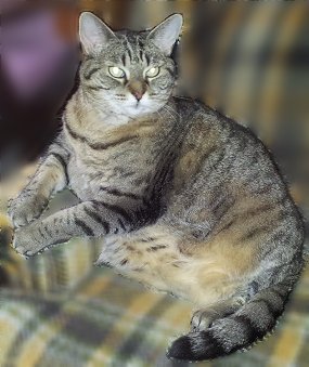 Heidi one of Pets Niagara sanctuary successes