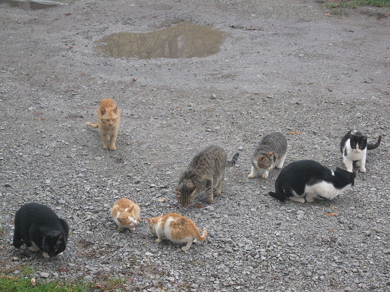 a clowder of feral cats.jpg - 160704 Bytes