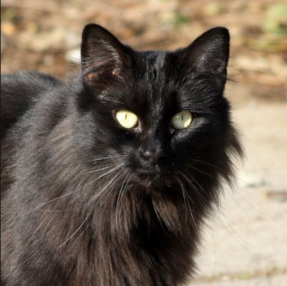 long-haired black cat in sun