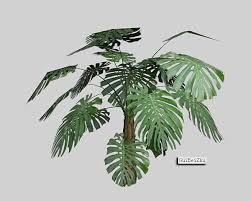 flower-Monstera.jpg - 8199 Bytes