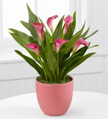 flower-callalilly.jpg - 6928 Bytes