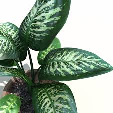 flower-dieffenbachia.jpg - 10516 Bytes