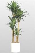 Janet Craig dracaena plant
