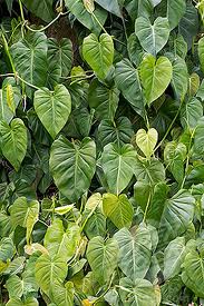 flower-philodendron.jpg - 18705 Bytes