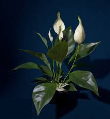 flower-plily.jpg - 7403 Bytes