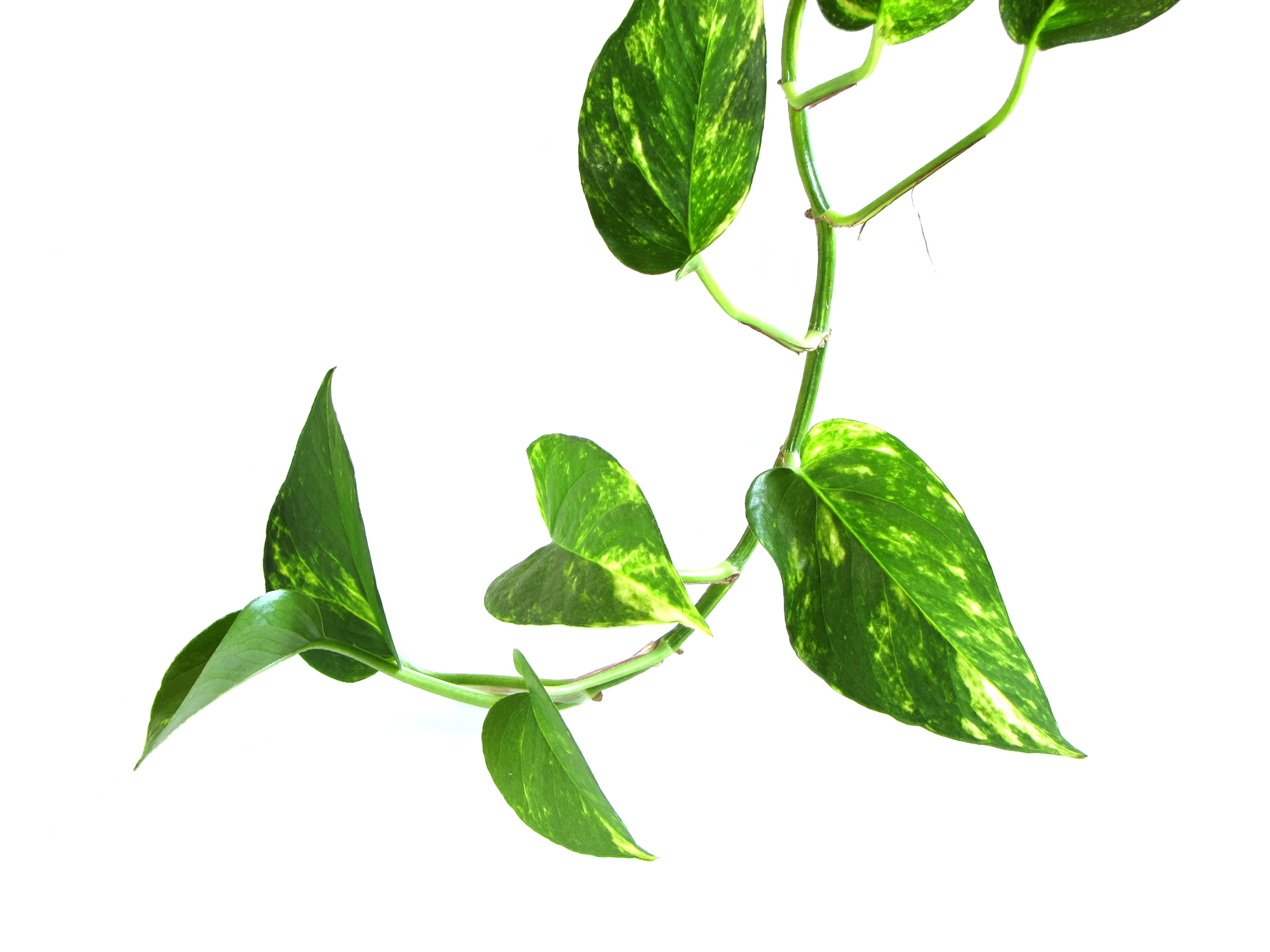 flower-pothos.jpg - 1175964 Bytes