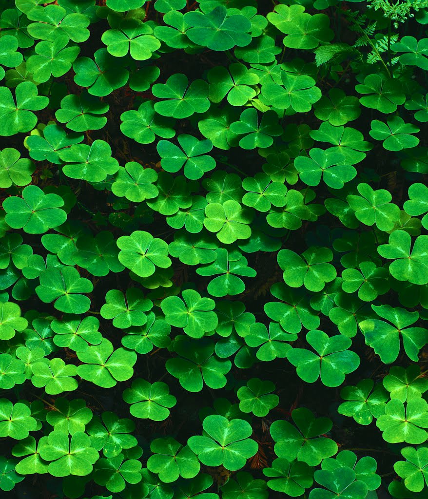 flower-shamrock.jpg - 216304 Bytes
