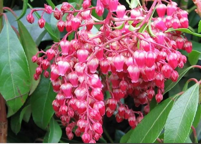 Pieris Japonica plant aka Lily of the Valley bush aka Andromeda