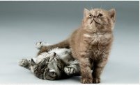 photo of two kittens playing together
