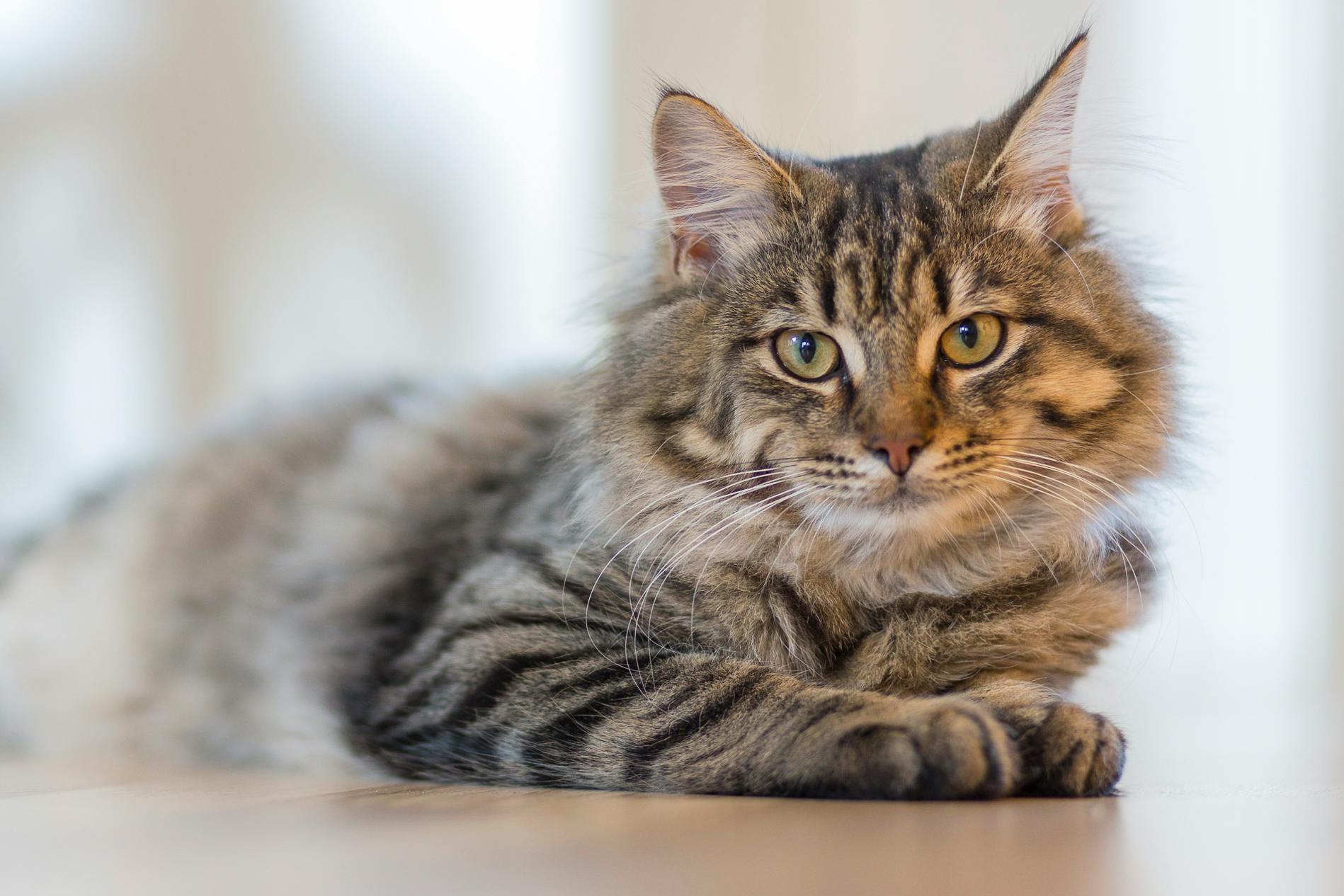 fluffy tabby cat